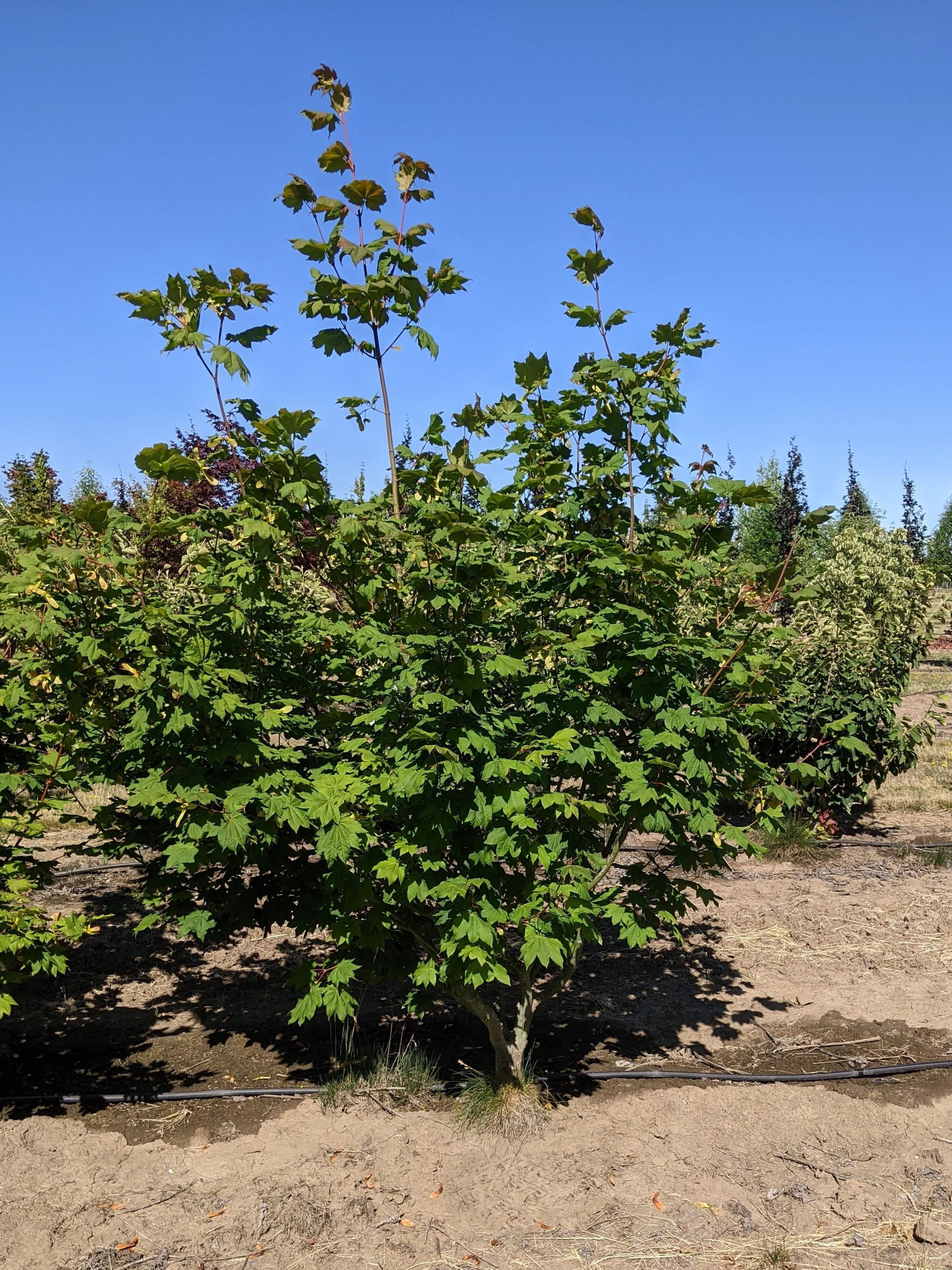 Store 2 — Northwest Shade Trees